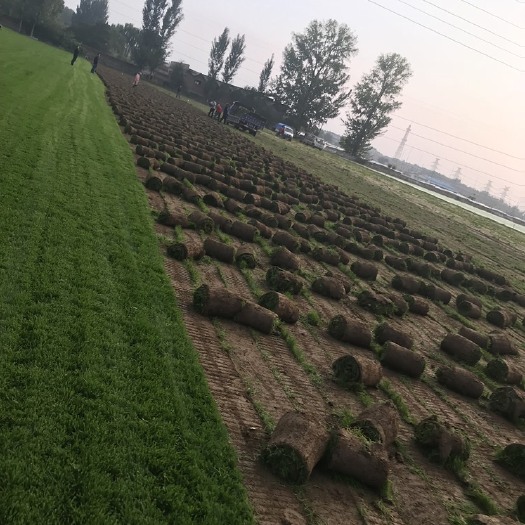 北京剪股颖草坪 北京草坪基地高羊茅，早熟禾，果岭