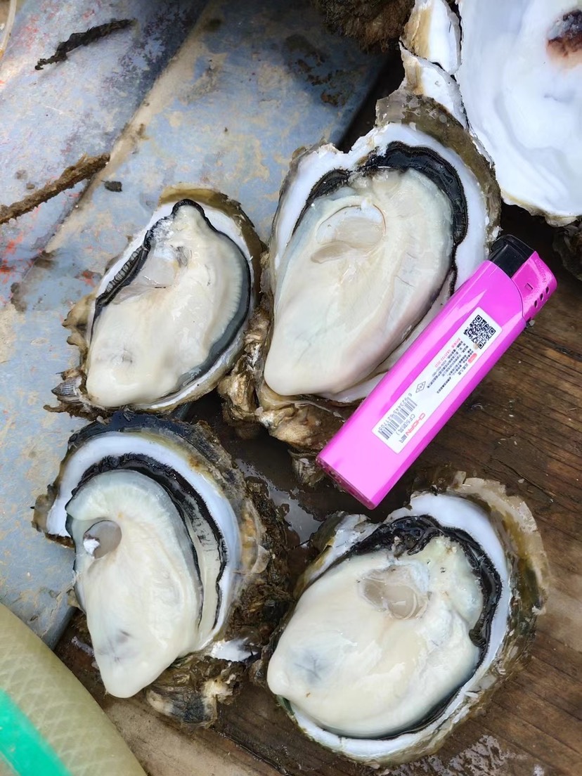 长牡蛎  湛江蚝批发零售 湛江 台山 珠海 阳江生蚝海蛎子海鲜牡蛎