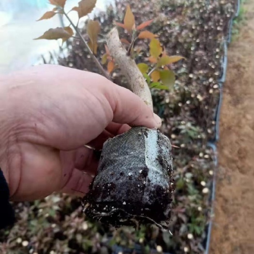 漳州热火桑巴三角梅袋苗三角梅品种苗现货供应