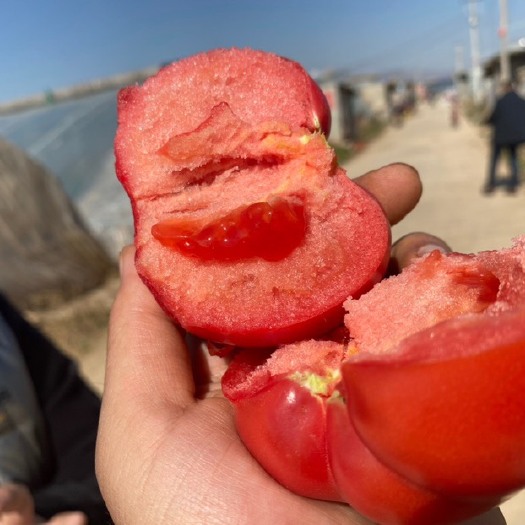 【普罗旺斯西红柿4-5斤】产地陕西泾阳，山东海阳