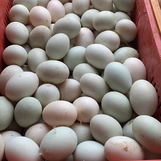 金华白鸭蛋 鲜鸭蛋，7个打一斤