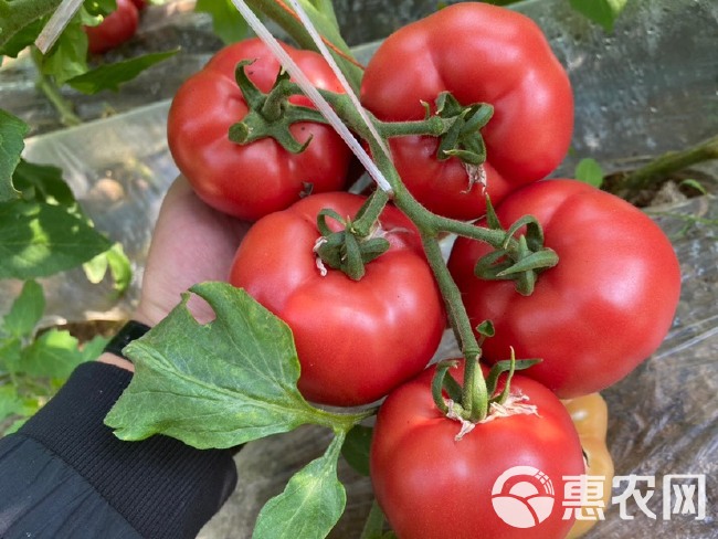 【普罗旺斯西红柿4-5斤】产地陕西泾阳，山东海阳