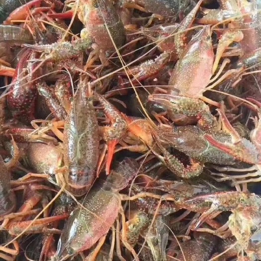 江陵县小龙虾  产地直发，全国发货，价格实惠，质量保证，有需要联系