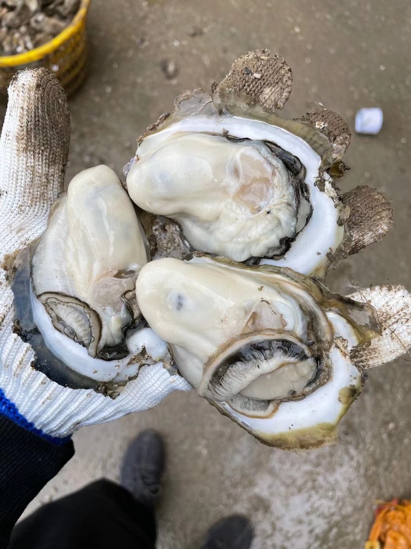 长牡蛎  湛江蚝批发零售 湛江 台山 珠海 阳江生蚝海蛎子海鲜牡蛎