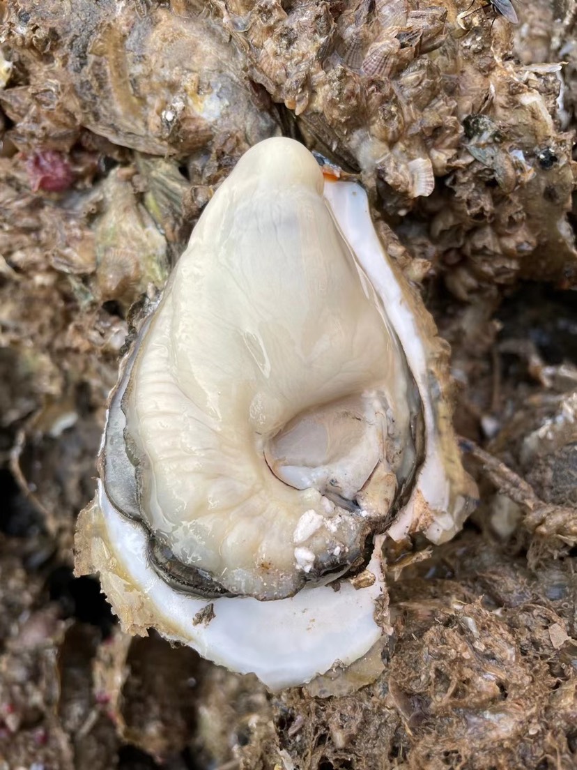 长牡蛎  湛江蚝批发零售 湛江 台山 珠海 阳江生蚝海蛎子海鲜牡蛎