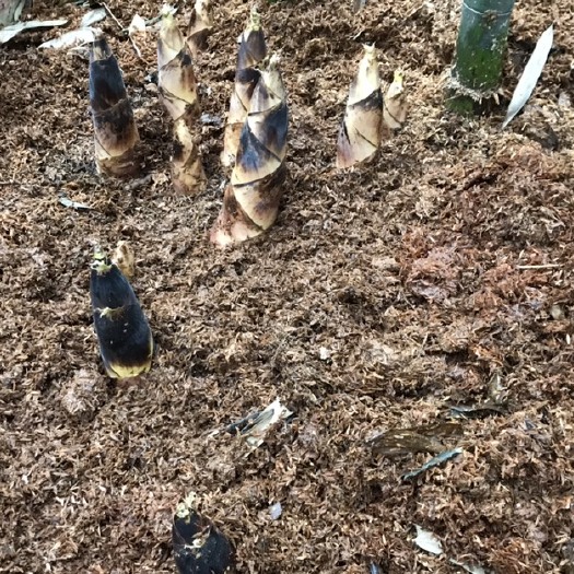 万年县雷竹笋  我不生产笋、我只是大自然的搬运工！天然绿色食品！欢迎釆购！