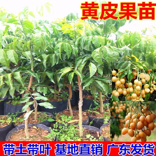 普宁市黑黄皮果苗 
