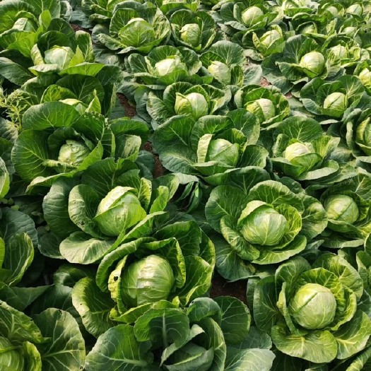 沛县白花菜花 优质青梗菜花大量现货代收