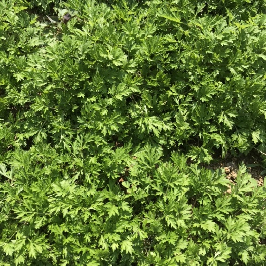 四会市艾草 艾叶