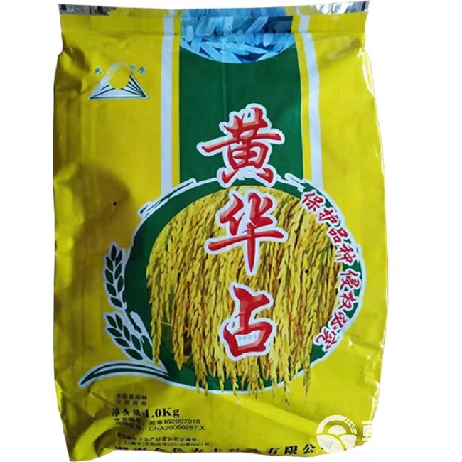 优质水稻种子 黄华占 长粒香米种种子一季稻种晚稻种子