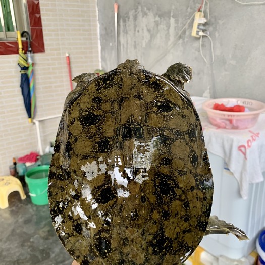 揭阳 外塘冷水池精品黑花黄花青花公甲鱼老甲鱼团鱼仿嘢品质高