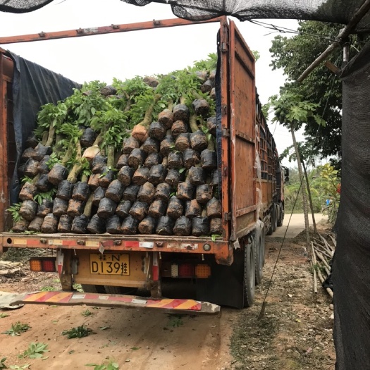 灵山县妃子笑荔枝苗  荔枝高压苗，5分起