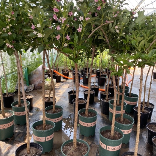 锦带花 五彩锦带，寓意锦绣前程