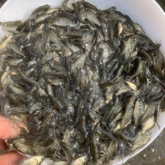东莞市中科5号鲫鱼苗