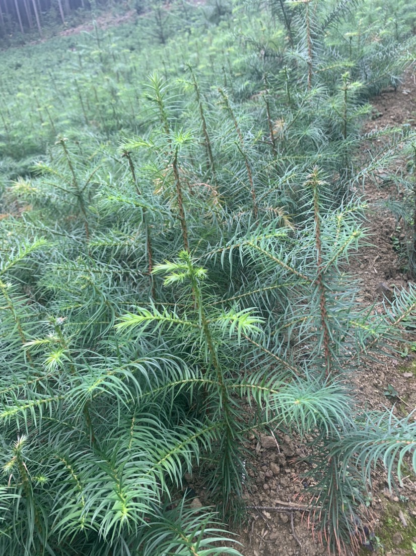 全州县杉木树苗 都是自己家的杉树苗