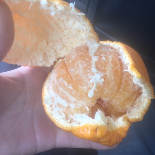 简阳市不知火 基地大雅柑丑柑皮薄无籽味道好量大从优