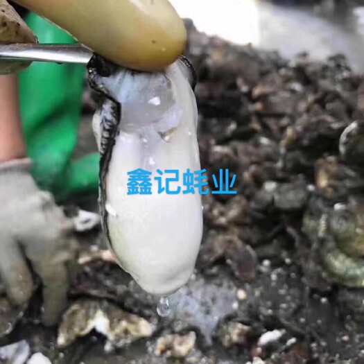 饶平县珍珠蚝  生蚝肉鲜活现剥开去壳新鲜生蚝肉 牡蛎肉每天现捞