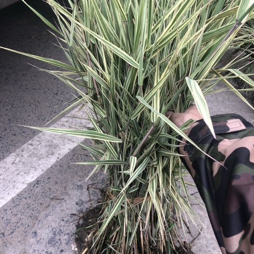  物美价廉的花叶芦苇