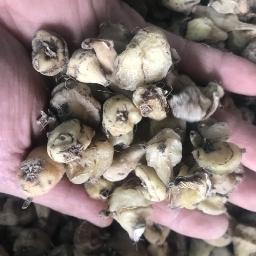 鹤峰县山慈菇  优质毛慈菇