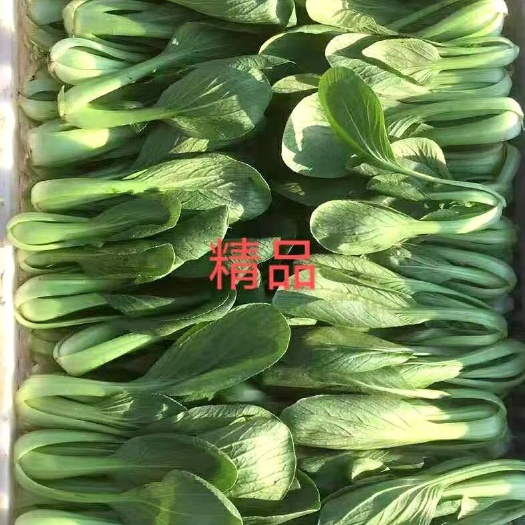 曹縣常年供應各種規(guī)格上海青（小油菜），一手貨源，質量保證，
