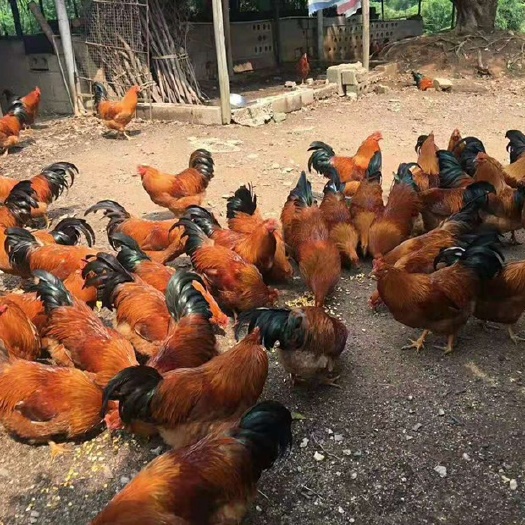 南宁桂香土鸡苗