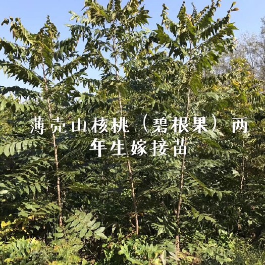济南碧根果苗