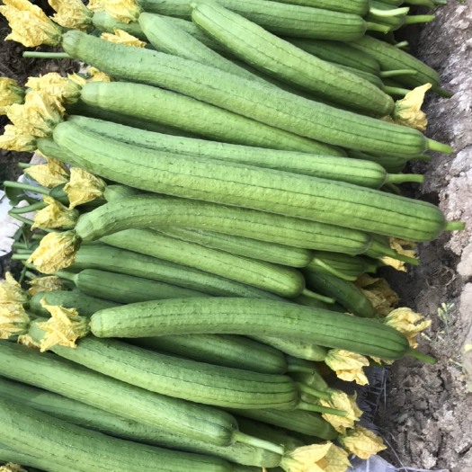 寿光市肉丝瓜 山东省潍坊市寿光市 30~50cm 