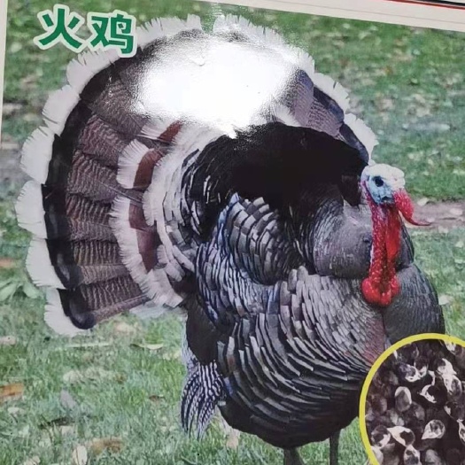 南宁贝蒂娜火鸡苗，可以长到15斤左右。全国供应
