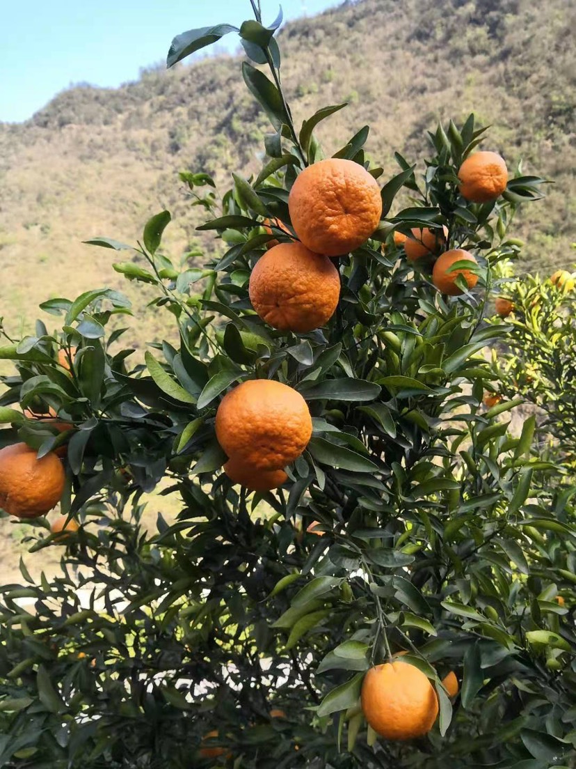 椪柑春碰产地供应，口感蜂蜜甜，鲜果采摘，欢迎致电咨询实地考察