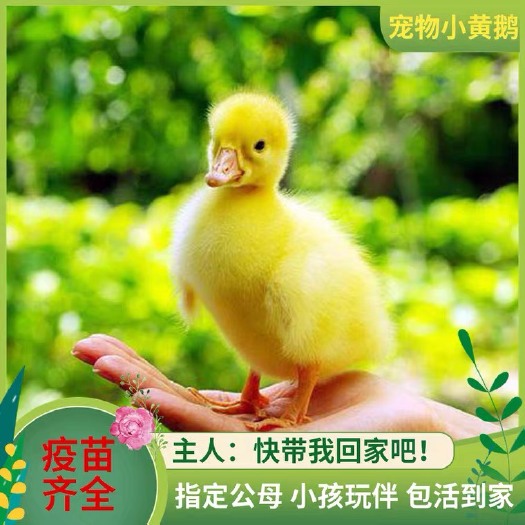 嘉祥县白鹅苗  山东大型鹅苗孵化中心欢迎您