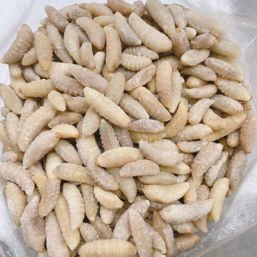 广州现货）土蜂蛹3级蜂蛹，胡蜂蛹，马蜂蛹，虎头蜂，大土蜂