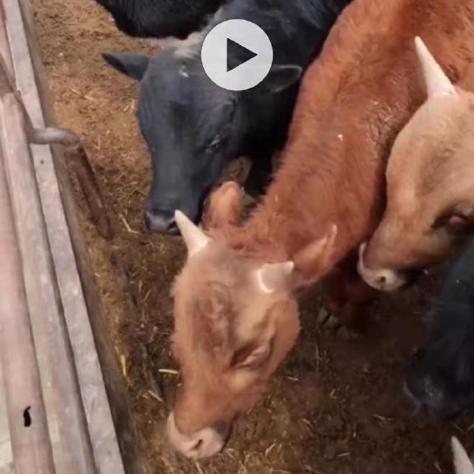张北县肉牛 土公牛