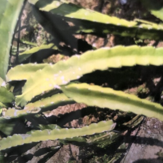 儋州市金都一号火龙果苗 按你的要求来