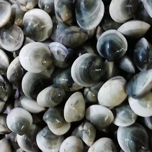 大铁蛤蜊青蛤蜊鲜活海鲜水产贝类
