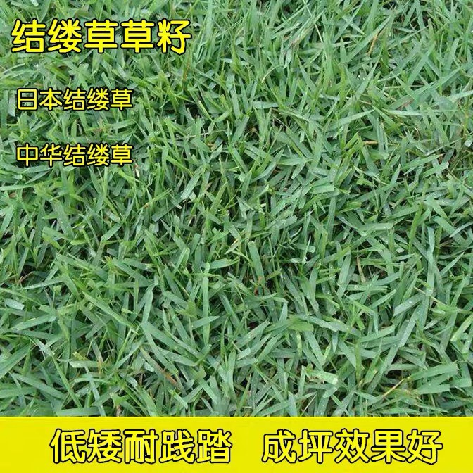 杭州结缕草种子  兰引三号草坪种子 结缕草籽多年生匍匐型禾草