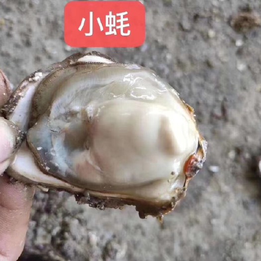 诏安县拖蚝  大蚝 中蚝 小蚝 原产地发货 好价格都是谈出来的 量