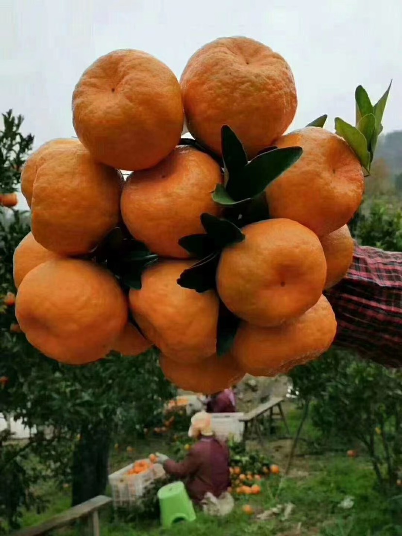 椪柑春碰产地供应，口感蜂蜜甜，鲜果采摘，欢迎致电咨询实地考察