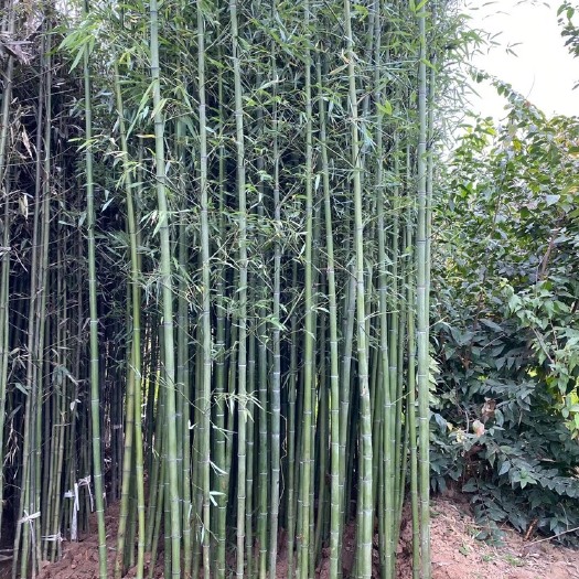 沭阳县淡竹 