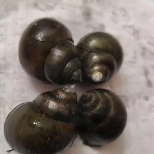潜江市中小田螺  各规格有货，欢迎各位老板电联！
