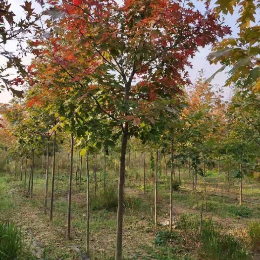 青岛夏橡树  《欧州红栎》三公分、四公分、五公分，量大优惠