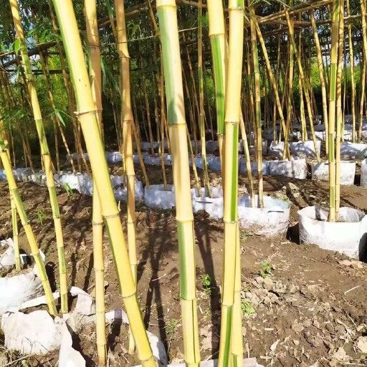 淮安金镶玉竹苗 基地直销