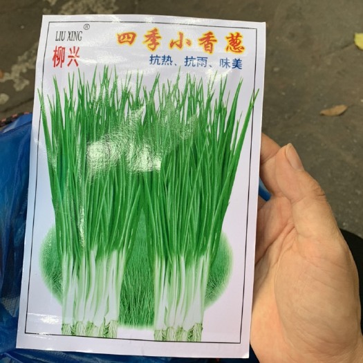 柳州韭葱种子 四季小葱种子
