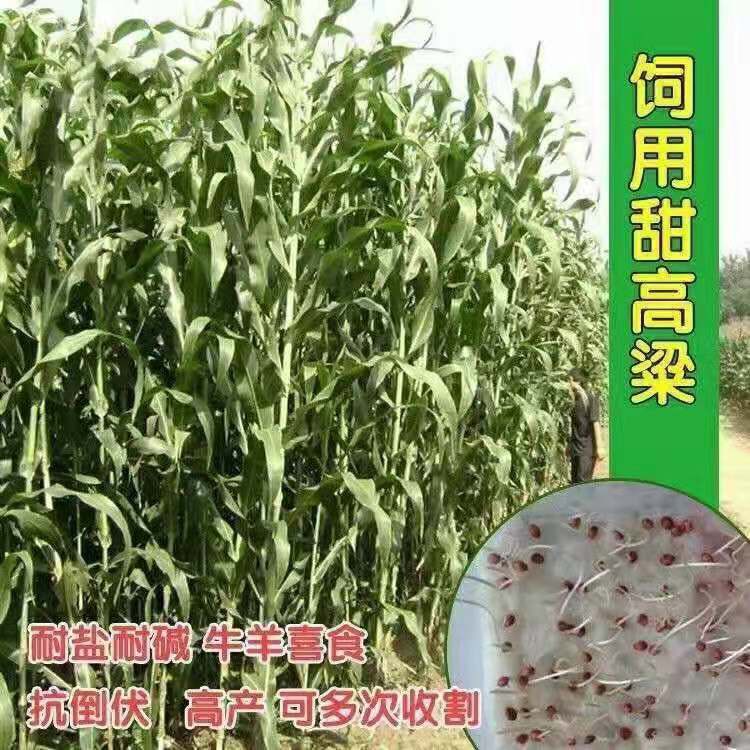 冬牧草种子 饲用大力士甜高粱牧草种籽牛羊养殖牧草高产甜高粱甜柑种子猪草