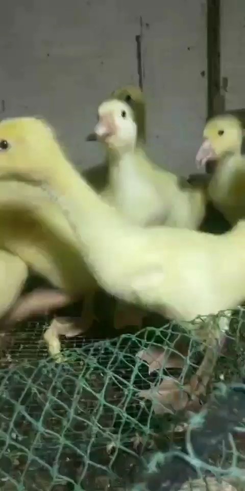 昆明脱温三花鹅灰鹅