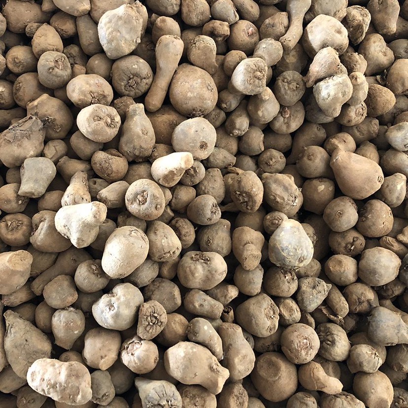 有要买魔芋种子的老板可以提前预定了哦