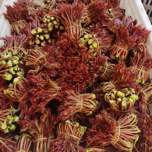 大竹县红油香椿  红油露天香椿芽..红椿芽