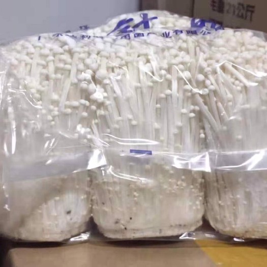 常州白金针菇 鲜金针菇 已开伞