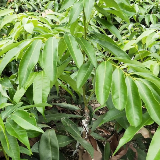 灵山县妃子笑荔枝苗 嫁接苗 容器苗 