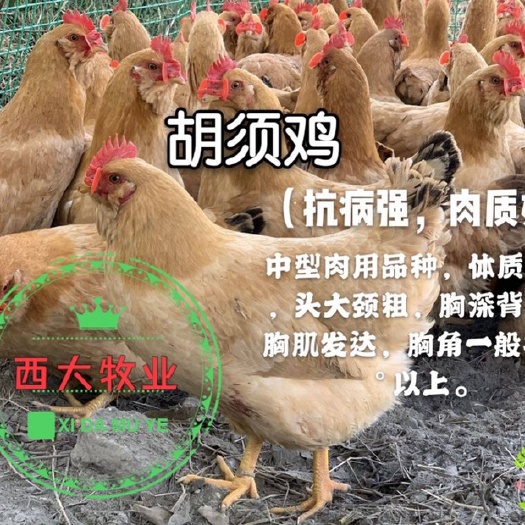 南宁三黄鸡苗  胡须鸡苗，质量保证，厂家直销