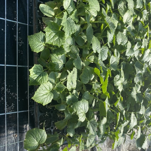 博洋9号甜瓜苗  德瑞特博洋系列甜瓜苗 羊角蜜苗 芝麻蜜苗